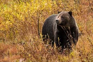 Yellowstone & Grand Teton National Parks 6-Day Tour thumbnail 2