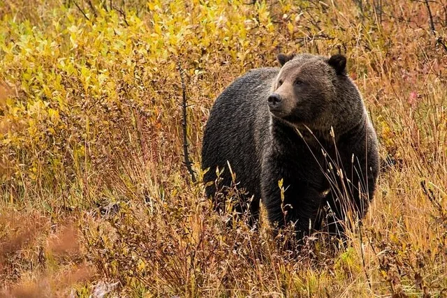 Yellowstone & Grand Teton National Parks 6-Day Tour - Image 2