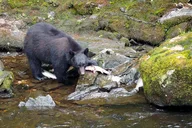Ketchikan Bear Viewing Floatplane Tour thumbnail 1