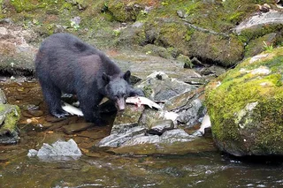 Ketchikan Bear Viewing Floatplane Tour