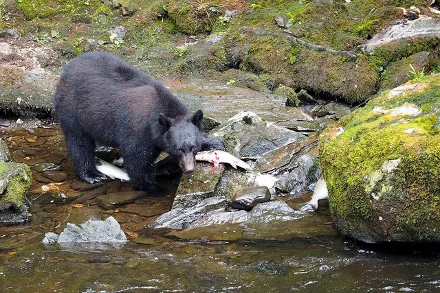 Ketchikan Bear Viewing Floatplane Tour - Image 1