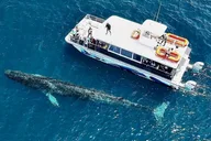Oceanside Whale Watching Tour 2 hr thumbnail 2