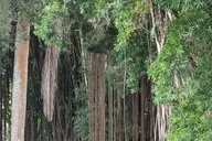 Hilo Meditative Garden Journey thumbnail 3