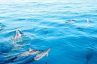 Kona Kealakekua Bay Snorkel and Dolphin Tour 4 hr thumbnail 5