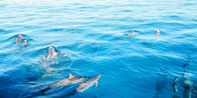 Kona Kealakekua Bay Snorkel and Dolphin Tour 4 hr - Image 5