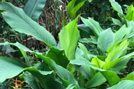 Kona Coffee Tasting at Rooster Farms thumbnail 2