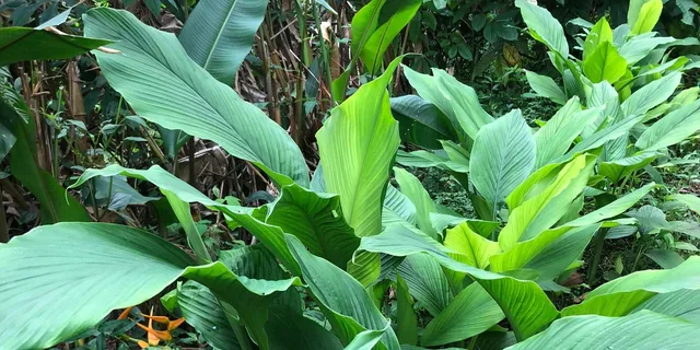 Kona Coffee Tasting at Rooster Farms - Image 2