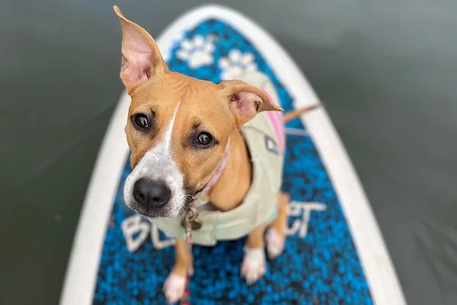 Haleiwa Paddle Board with Rescue Dogs 90 min - Image 1