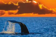Waikiki Whale Watching Tour at Sunset thumbnail 1