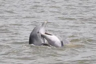 Jekyll Island Dolphin Tour thumbnail 6