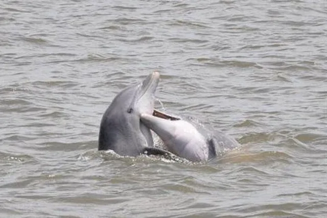 Jekyll Island Dolphin Tour - Image 6