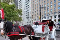 New York City Horse-Drawn Carriage Ride thumbnail 2