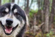 Fairbanks Alaskan Sled Dog Adventure 1.5 hr thumbnail 2