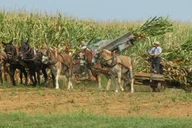 Lancaster Amish Farmlands Guided Tour thumbnail 2