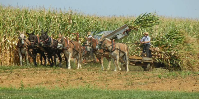 Lancaster Amish Farmlands Guided Tour - Image 2