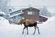 Anchorage Winter City Tour thumbnail 4