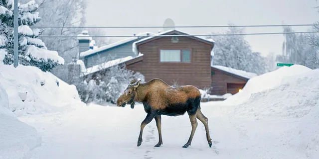 Anchorage Winter City Tour - Image 4