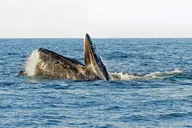 Santa Barbara Whale and Wildlife Yacht Cruise thumbnail 6