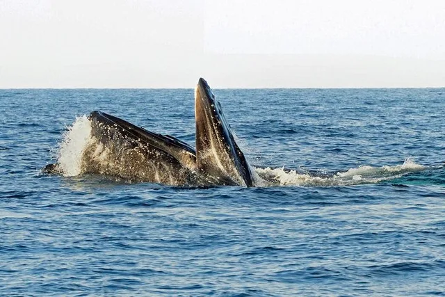 Santa Barbara Whale and Wildlife Yacht Cruise - Image 6