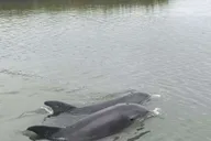 Folly Beach Dolphin and Morris Island Cruise 2 hr thumbnail 1