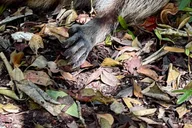 Miami Wildlife Cruise and Raccoon Island Walk thumbnail 5