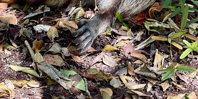 Miami Wildlife Cruise and Raccoon Island Walk - Image 5