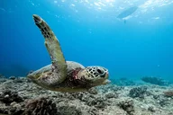West Oahu Dolphin and Turtle Swim Tour thumbnail 5