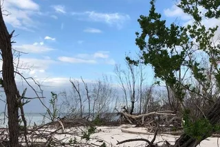 Marco Island Dolphin, Birding, and Shelling Tour 2 hr