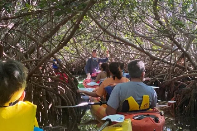 Key West Mangrove Kayak Eco Tour - Image 6
