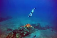 Maui Underwater Scooter Snorkeling Tour thumbnail 3