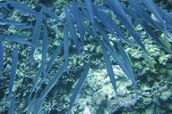 Hilo Tropical Reef Snorkel Adventure thumbnail 6