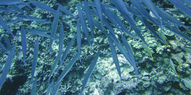 Hilo Tropical Reef Snorkel Adventure - Image 6