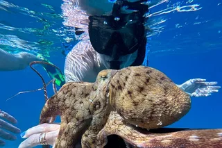 Maui Snorkel Tour with Photos 2.5 hr