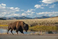 Jackson Yellowstone Private Tour & Hike thumbnail 3