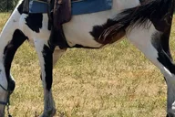 Miami Horseback Riding Tour thumbnail 3