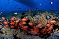 Maui Underwater Submarine Adventure thumbnail 2