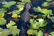 Miami Everglades National Park Kayaking and Hiking Tour thumbnail 5