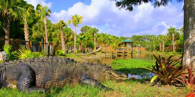 Orlando Wildlife Park and Gator Show - Image 2