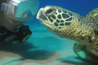 Lahaina Scuba Diving for Beginners 2 hr thumbnail 4