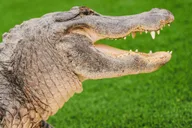Miami Everglades Airboat Ride and Gator Encounter thumbnail 1