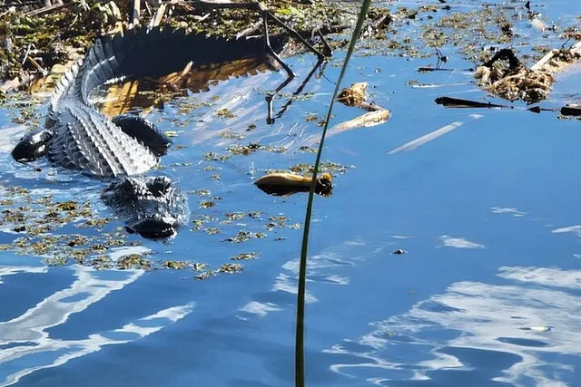 Orlando Airboat Ride in the Everglades 30 Min - Image 4