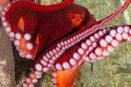 Las Vegas Shark Reef Aquarium Experience thumbnail 5