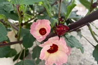 Big Island Edible Hibiscus Farm Tour thumbnail 5