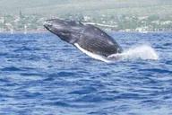 Maalaea Whale Watching Catamaran Cruise with Drinks thumbnail 4
