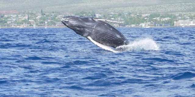 Maalaea Whale Watching Catamaran Cruise with Drinks - Image 4