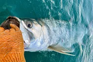 Key West Tarpon Fishing Charter at Sunset thumbnail 6