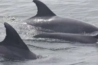 Cape May Whale and Dolphin Watching Cruise thumbnail 3