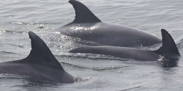 Cape May Whale and Dolphin Watching Cruise - Image 3