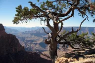 Flagstaff Grand Canyon South Rim Day Trip thumbnail 6