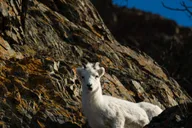 Anchorage Turnagain Arm Photography Tour 5 hr thumbnail 2